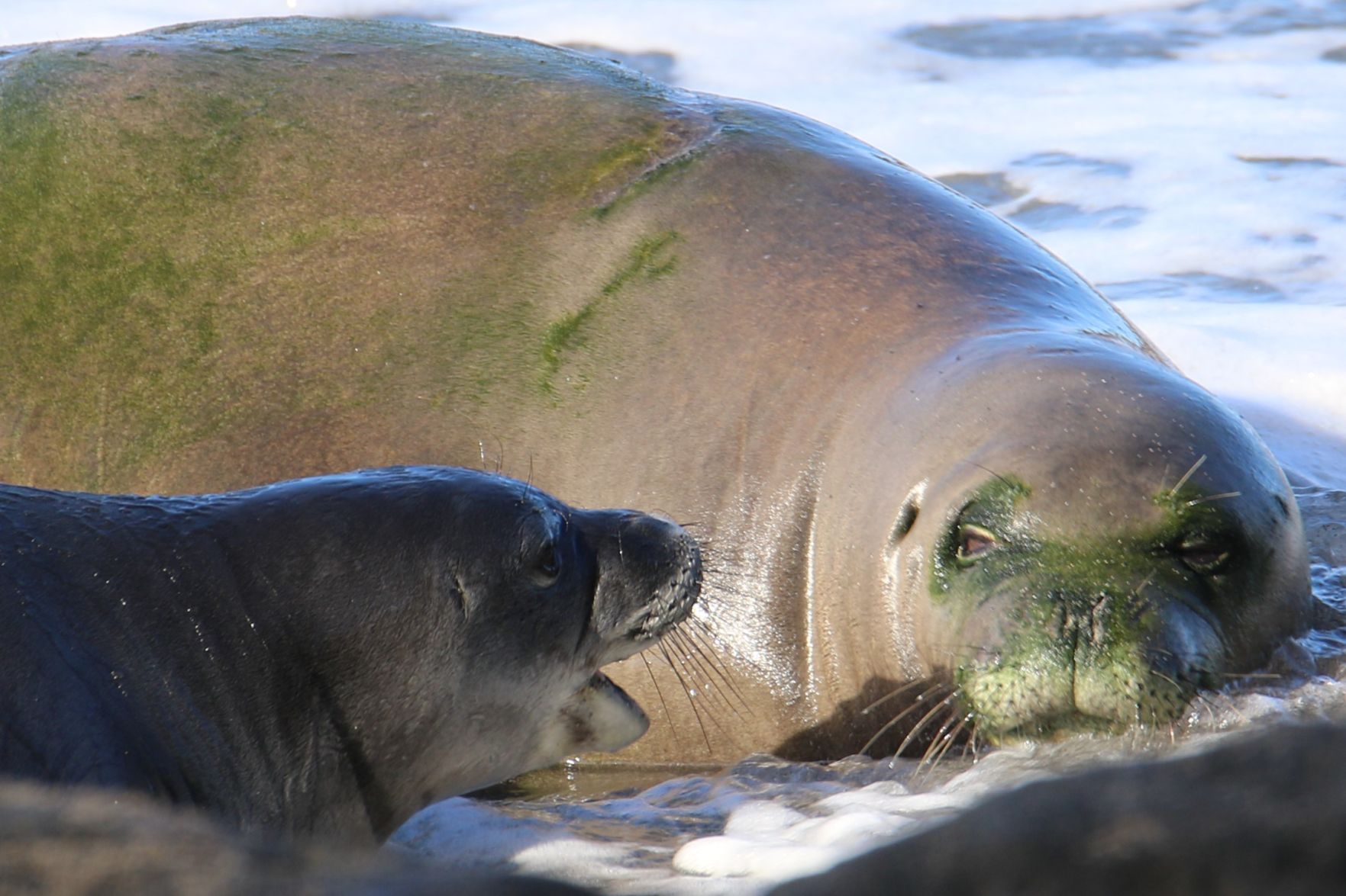 Hawaiian Monk Seal & Pup